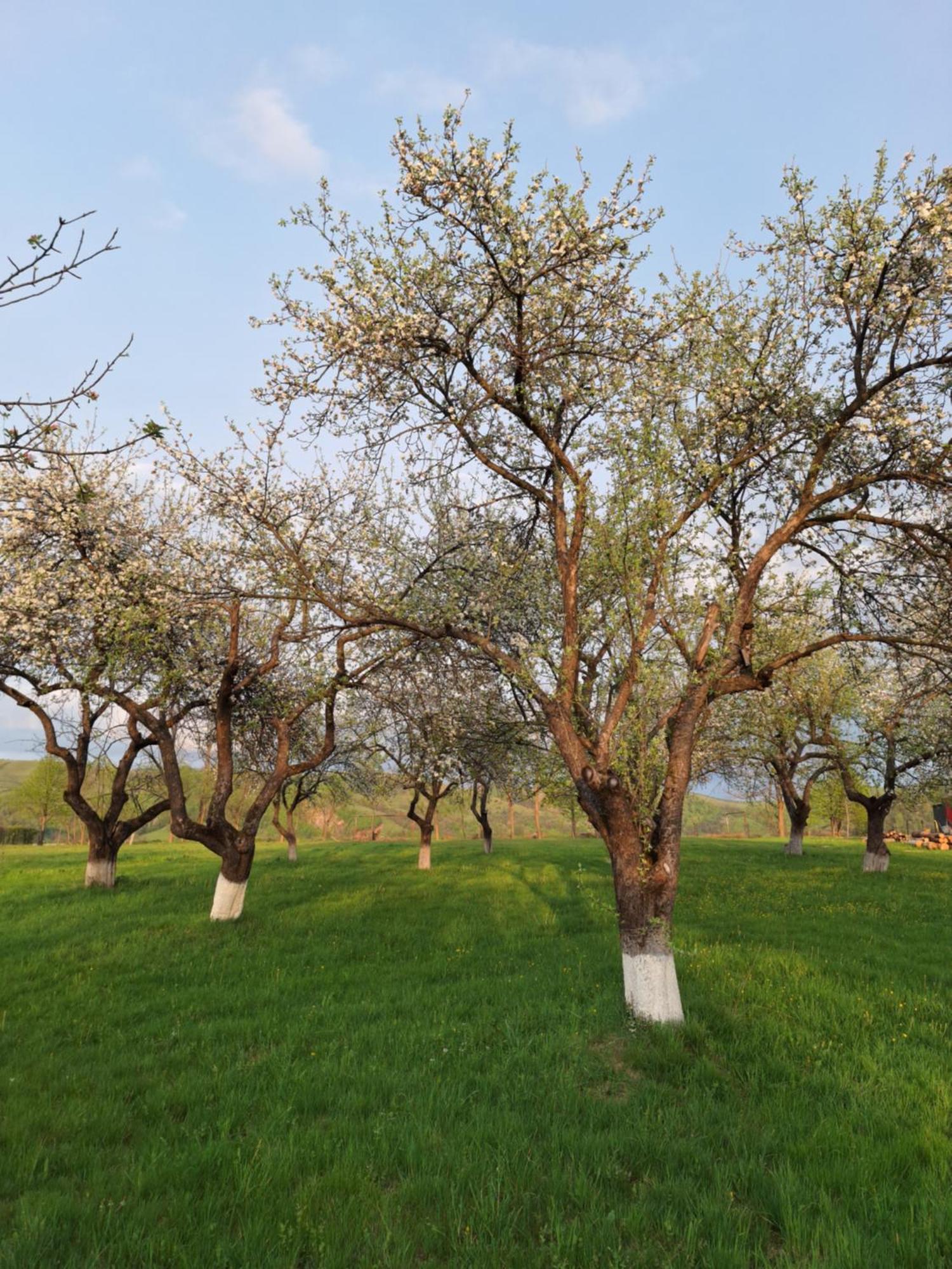Pensiunea Agroturistica Ica Valea Drăganului Esterno foto